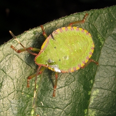 Heteroptera