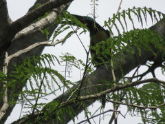 Pteroglossus castanotis