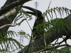 Pteroglossus castanotis