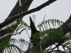 Pteroglossus castanotis