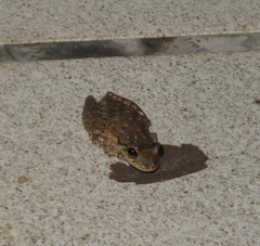 Scinax x-signatus