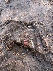 Pogonomyrmex huachucanus