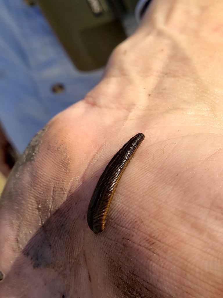 Philobdella gracilis