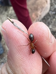 Camponotus semitestaceus