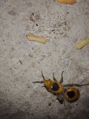 Dasymutilla cressoni