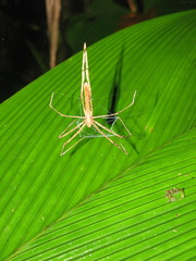 Deinopis