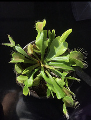 Dionaea