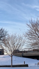 Columba livia domestica