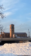 Columba livia domestica