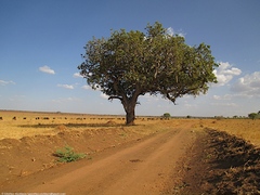 Kigelia africana