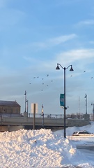 Columba livia domestica