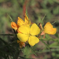 Oenothera serrulata
