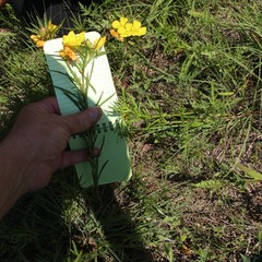 Oenothera serrulata