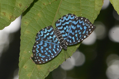 Napaea actoris