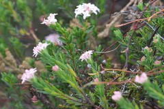 Pimelea ferruginea
