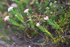 Pimelea ferruginea