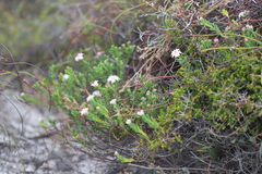 Pimelea ferruginea