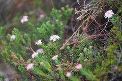 Pimelea ferruginea