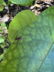 Cacephatus