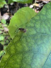 Cacephatus