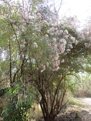 Critoniopsis