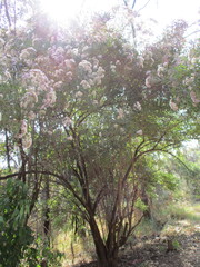Critoniopsis
