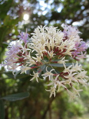 Critoniopsis