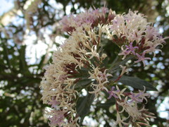 Critoniopsis