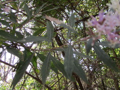 Critoniopsis