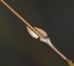Salix purpurea purpurea