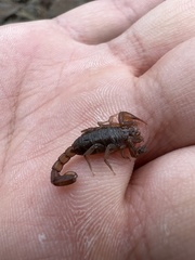 Vaejovis paysonensis