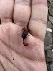 Vaejovis paysonensis