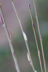 Salix purpurea purpurea