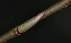 Salix purpurea purpurea