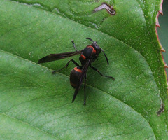Polistes lepcha