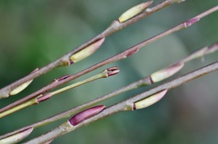 Salix purpurea purpurea