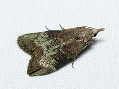 Heteromicta tripartitella