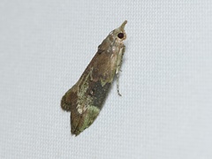 Heteromicta tripartitella