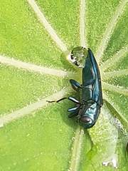 Agrilus