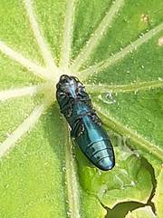 Agrilus