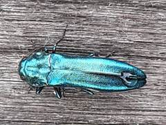 Agrilus