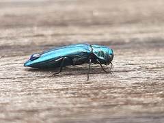 Agrilus