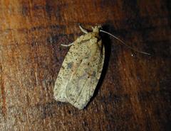 Agonopterix flavicomella