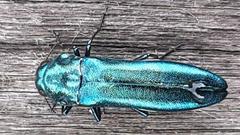 Agrilus