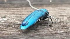 Agrilus