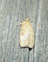 Agonopterix flavicomella