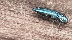 Agrilus