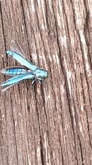 Agrilus