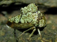 Heliria cornutula