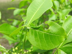 Agonopterix pteleae